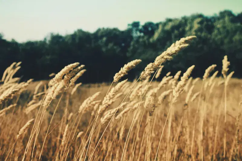 Cover Image for Growing Wheat Grass: A Step-by-Step Guide