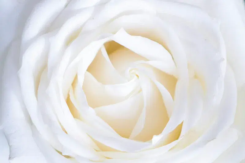 Cover Image for The Beauty of White Roses: A Guide to Growing and Caring for Them