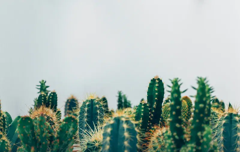 Cover Image for Creating a Stunning Ikebana Arrangement with Cacti