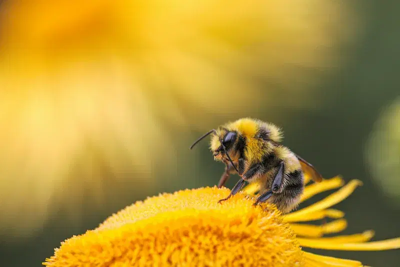 Cover Image for The Importance of Pollinators in Your Garden