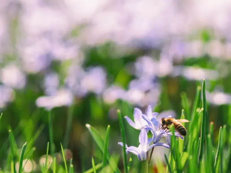 Cover Image for The Importance of Pollinators in Your Garden