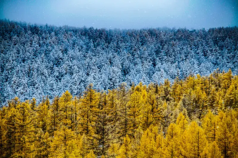 Cover Image for Incorporating Autumn Colors into Your Garden: Lessons from Mongolia