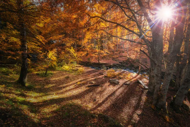 Cover Image for Incorporating Autumn's Palette: Decorating with Fall Colors from Nature