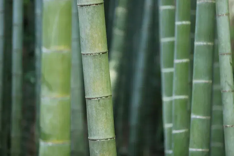 Cover Image for Incorporating Bamboo into Your Garden: Tips and Tricks