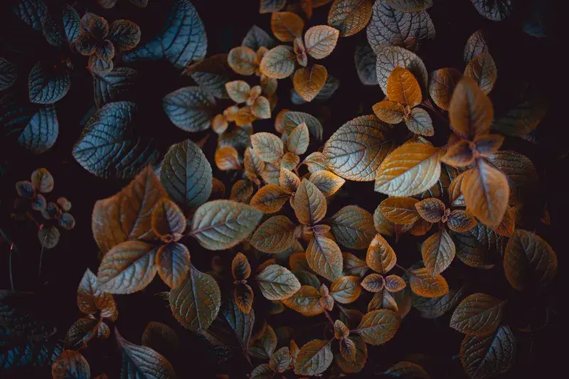 Cover Image for Incorporating Brown-Leafed Plants into Your Home Decor