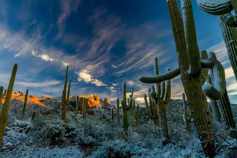 Cover Image for Incorporating Cacti into Your Garden and Home Decor
