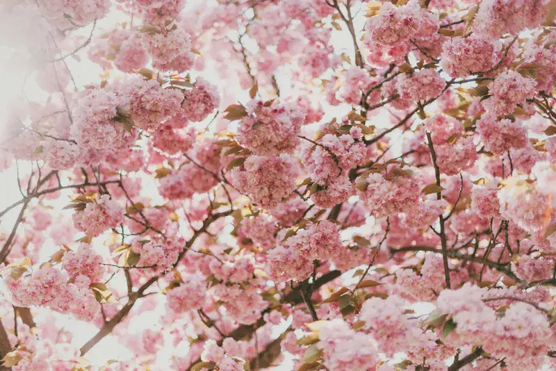 Cover Image for Incorporating Cherry Blossoms into Your Garden: Tips and Tricks