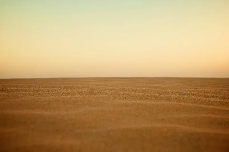 Cover Image for Incorporating Desert Flora into Your Home Garden
