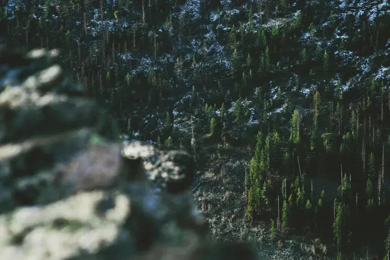 Cover Image for Incorporating Elements of the Forest into Your Garden Design