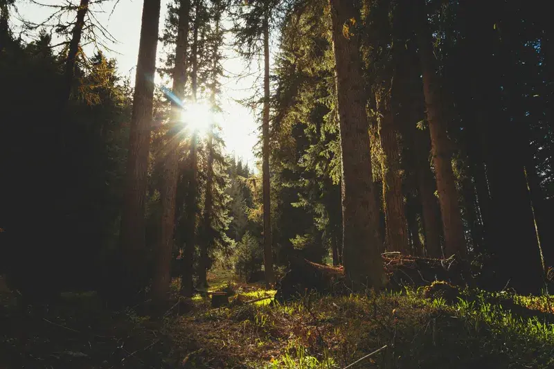 Cover Image for Incorporating Forest Elements into Your Home Decor