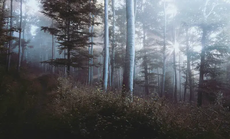 Cover Image for Incorporating Forest Elements into Your Home Decor