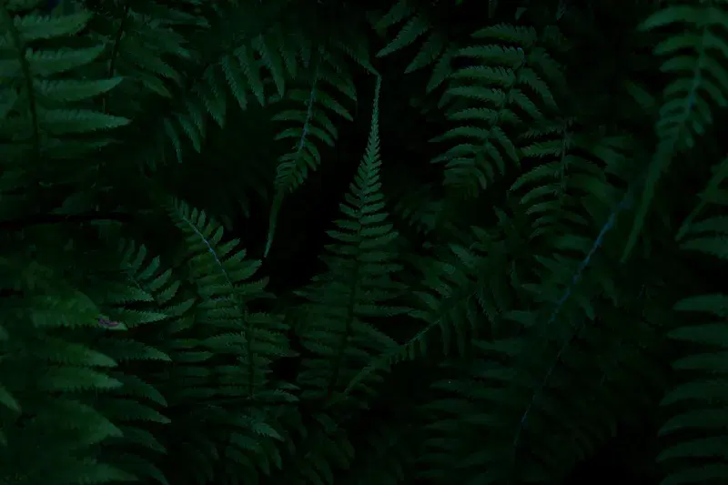 Cover Image for Incorporating Green Ferns into Your Home Decor