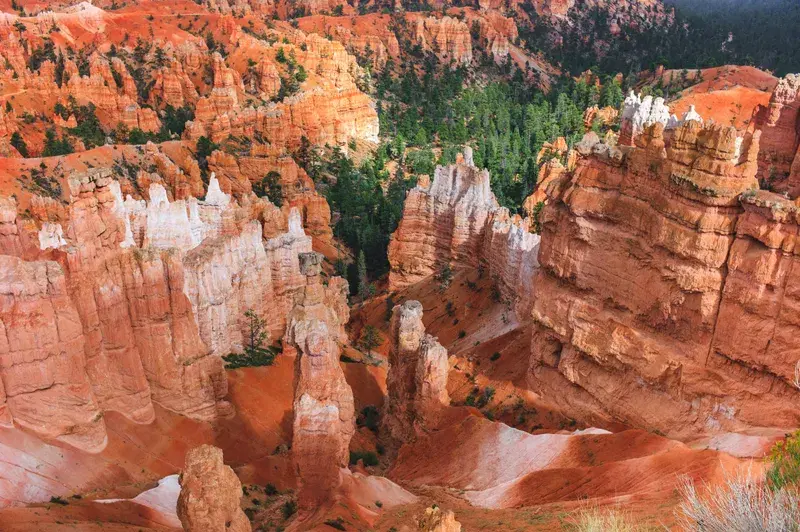 Cover Image for Incorporating Natural Elements into Your Home Decor: Lessons from the Wild