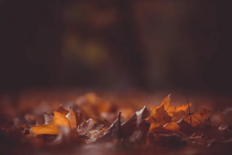 Cover Image for Incorporating Natural Elements: Using Leaves in Home Decor
