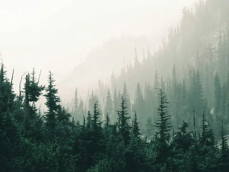 Cover Image for Incorporating Natural Scenery into Your Home Decor
