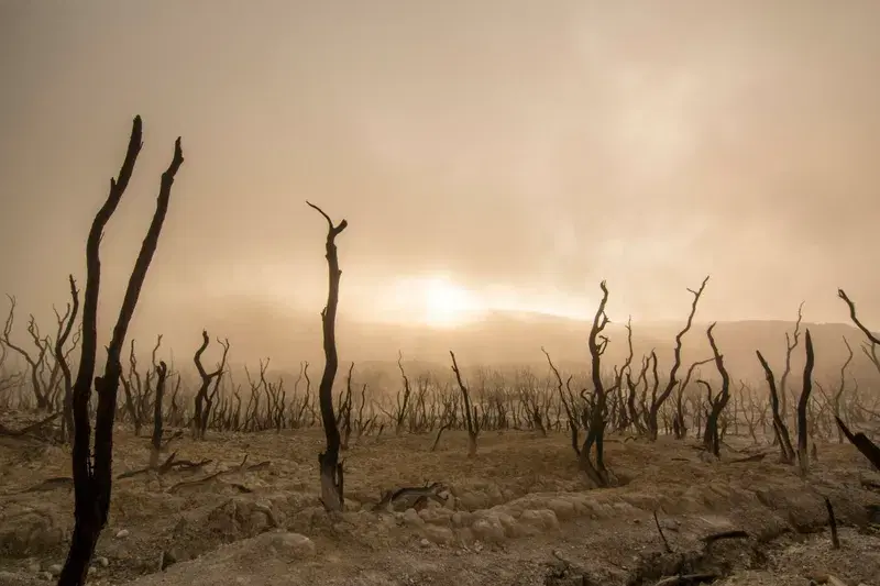 Cover Image for Incorporating Nature's Beauty: Designing with Bare Trees