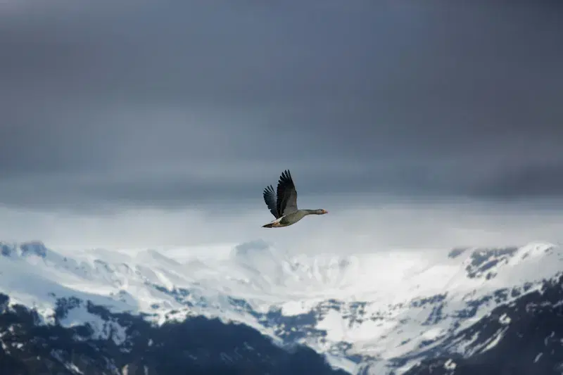 Cover Image for Incorporating Nature: How Bird Migratory Patterns Can Inspire Your Decor