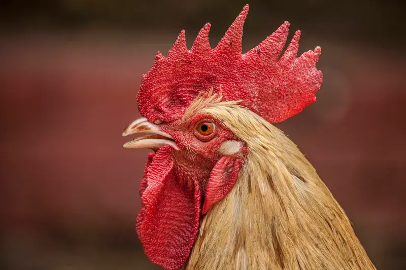 Cover Image for Incorporating Nature in Your Garden: The Beauty of Roosters