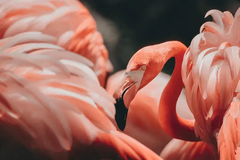 Cover Image for Incorporating Nature: How Pink Flamingos Can Elevate Your Garden