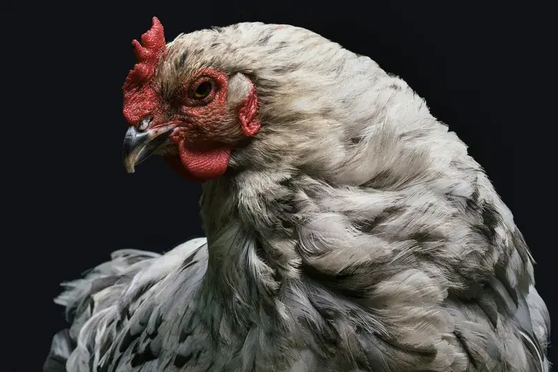 Cover Image for Incorporating Nature: How to Use Roosters in Garden Decor