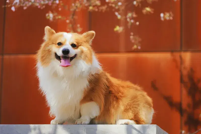 Cover Image for Incorporating Pets into Your Nature-Inspired Garden