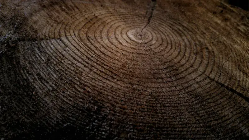 Cover Image for Incorporating Tree Trunks in Your Outdoor Decor