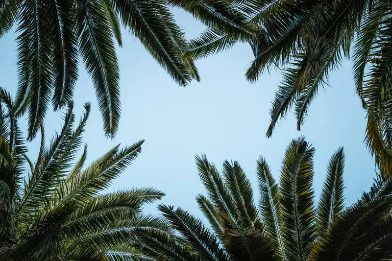 Cover Image for Incorporating Tropical Plants into Your Home Decor