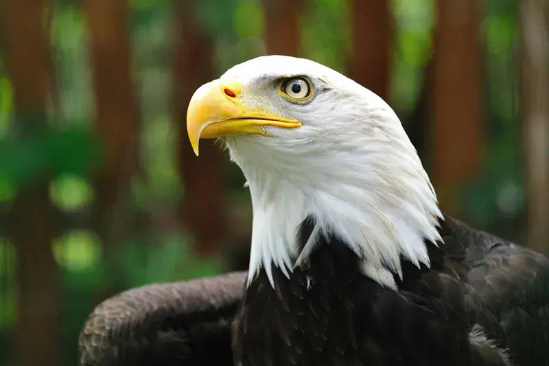 Cover Image for Incorporating Wildlife into Your Garden: The Beauty of the Bald Eagle