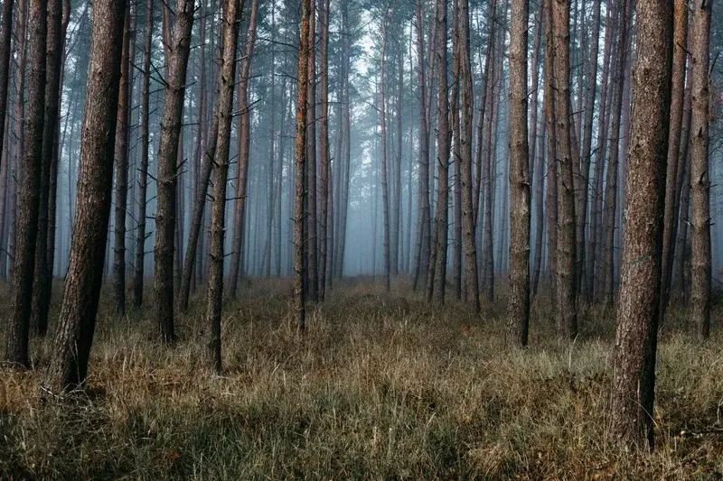 Cover Image for Inspiring Nature: Integrating Foggy Woodland Scenery into Home Decor