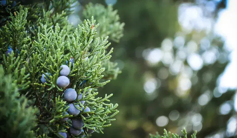 Cover Image for The Beauty of Juniper Berries: A Guide to Incorporating Nature in Your Decor