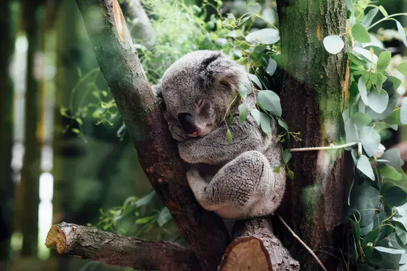 Cover Image for Creating a Koala-Inspired Tranquil Garden