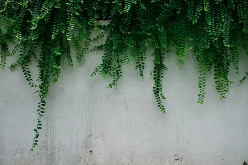 Cover Image for Creating a Lush Indoor Garden with Ferns