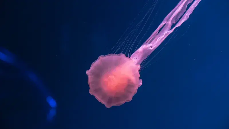 Cover Image for Incorporating Marine Aesthetics: Jellyfish in Nature-Inspired Decor