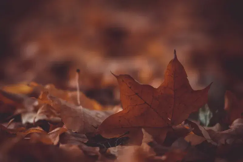 Cover Image for Incorporating Natural Elements: Dried Leaves and Fungi in Home Decor