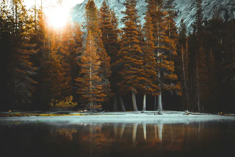 Cover Image for Incorporating Natural Elements into Your Home Decor