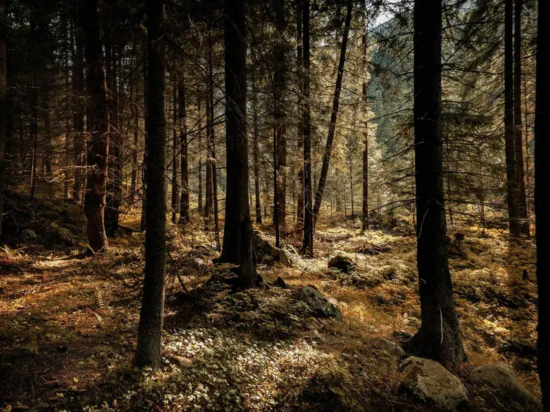 Cover Image for Incorporating Natural Elements into Your Home Decor: The Beauty of Trees