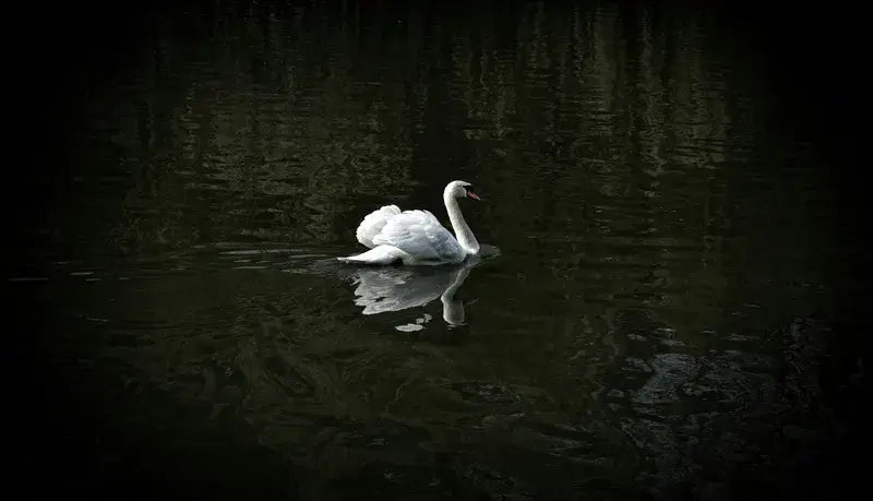 Cover Image for Incorporating Nature's Elegance: The Swan in Your Garden Design