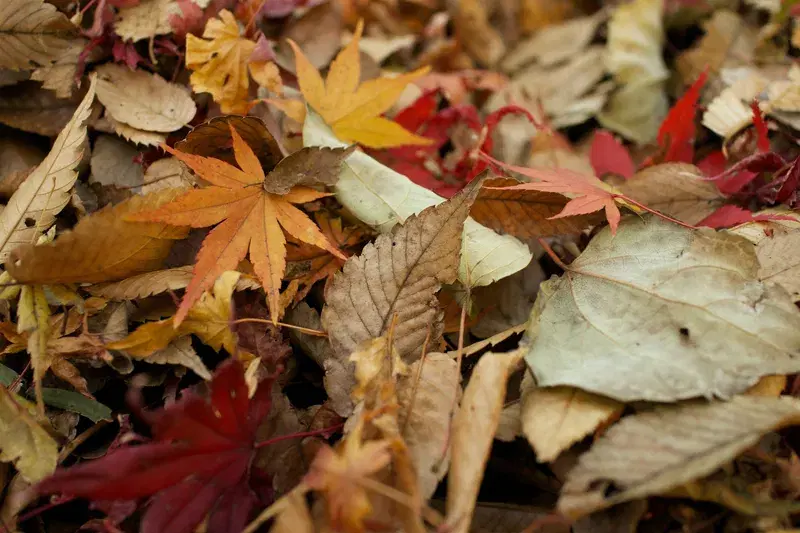Cover Image for Creating a Nature-Inspired Decor with Autumn Leaves