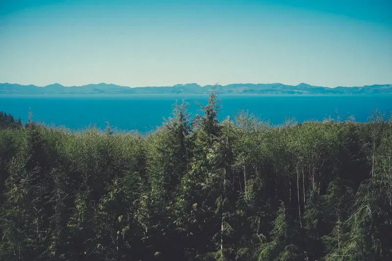 Cover Image for Bringing the Outdoors In: Nature-Inspired Decor Ideas from Evergreen Forests