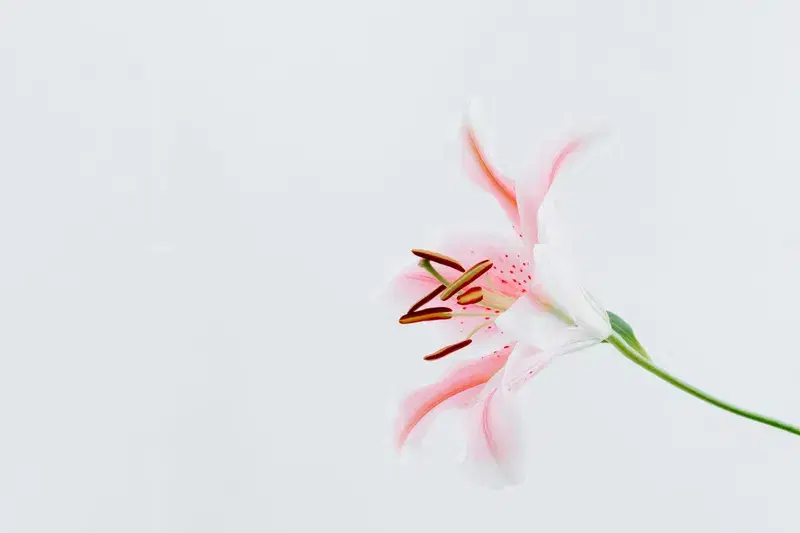 Cover Image for Using Nature-Inspired Decor to Enhance Your Home