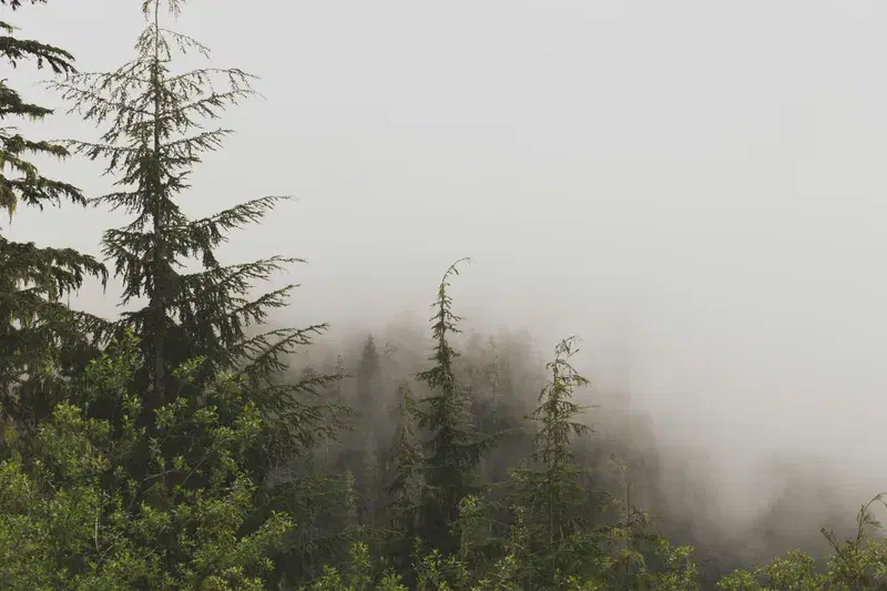 Cover Image for Creating a Serene Atmosphere with Nature-Inspired Decor: Lessons from Misty Pine Forests