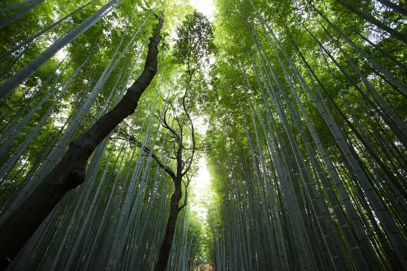 Cover Image for Creating a Serene Living Space with Nature-Inspired Decor