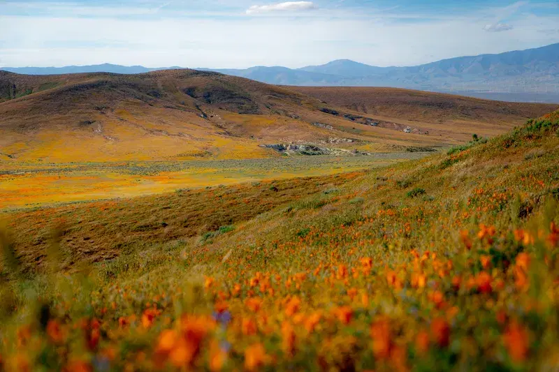 Cover Image for Creating a Nature-Inspired Garden: Embracing Wildflowers and Scenery