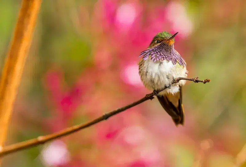 Cover Image for Creating a Nature-Inspired Garden: Attracting Birds and Blossoms