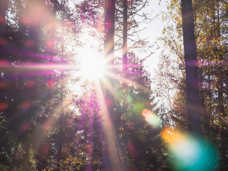 Cover Image for Creating Nature-Inspired Spaces: How Sunlight Influences Garden Decor