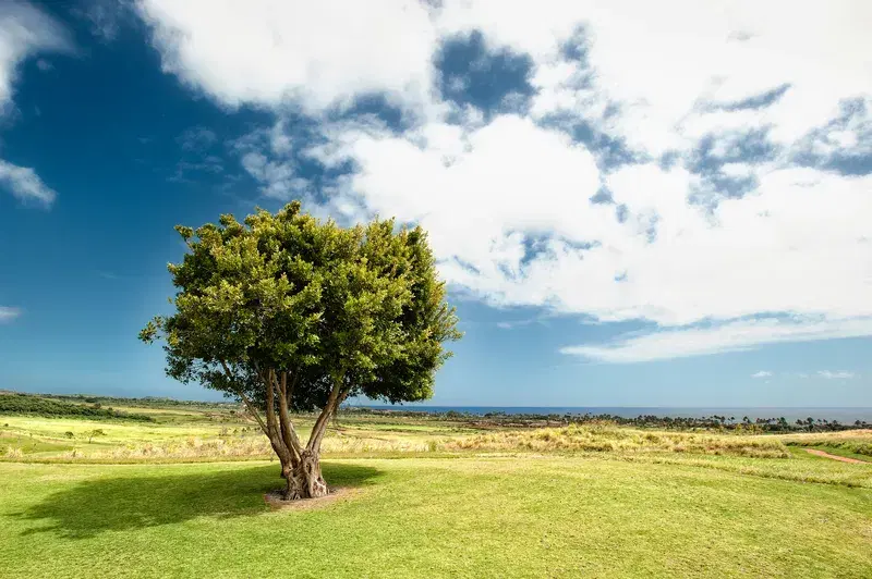 Cover Image for Creating a Nature-Inspired Garden: Tips for a Sustainable Landscape