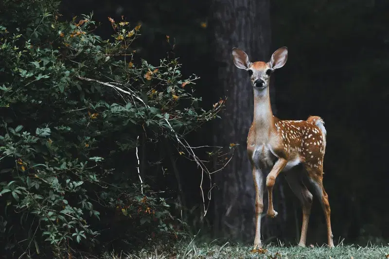 Cover Image for Creating a Nature-Inspired Space: Incorporating Wildlife into Your Garden