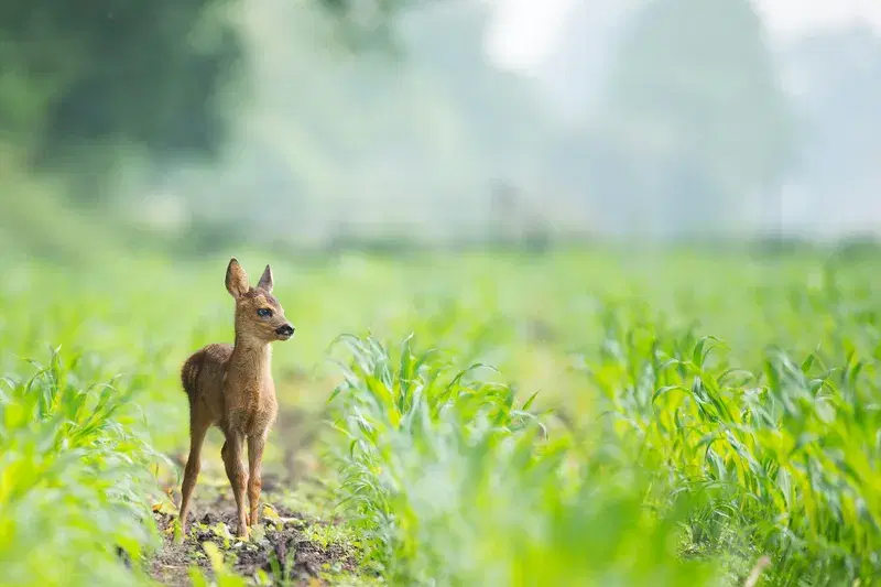 Cover Image for Creating a Nature-Inspired Garden: Incorporating Wildlife into Your Space