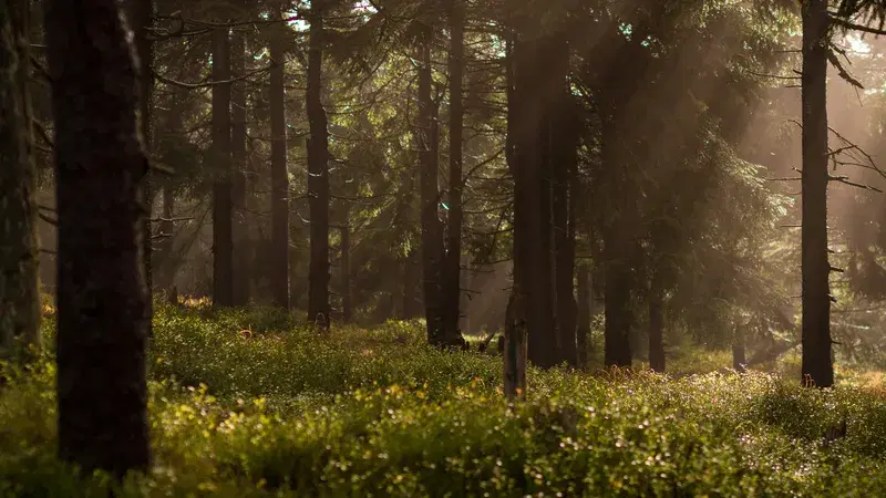 Cover Image for Creating a Nature-Inspired Retreat: Bringing the Outdoors Inside