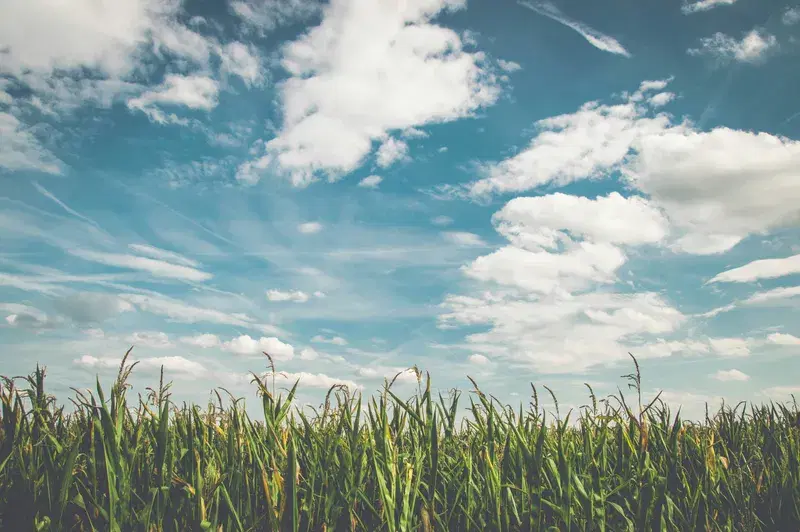 Cover Image for Creating a Nature-Inspired Space with Cornfield Aesthetics